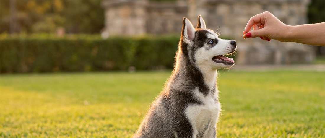 The Most Effective Joint Supplements for Dogs And the Ingredients That Actually Matter